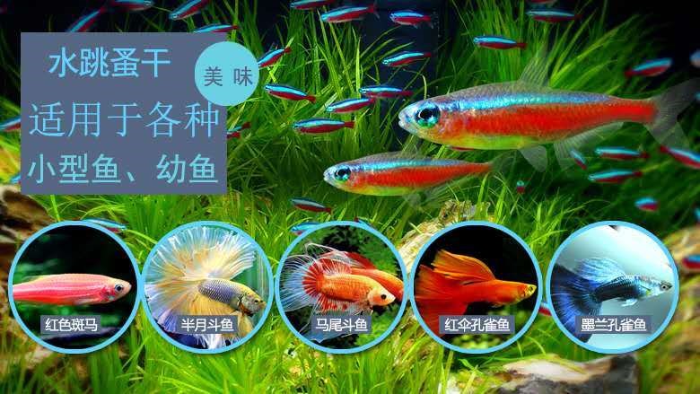 虎魚吃凍魚嗎：虎魚可以吃凍魚嗎，虎魚吃凍魚嗎，虎魚吃凍魚需要注意什么 虎魚吃凍魚嗎：虎魚可以吃凍魚嗎，虎魚吃凍魚嗎，虎魚吃凍魚需要注意什么 虎魚百科 第2張