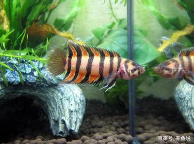 虎魚吃凍魚嗎：虎魚可以吃凍魚嗎，虎魚吃凍魚嗎，虎魚吃凍魚需要注意什么