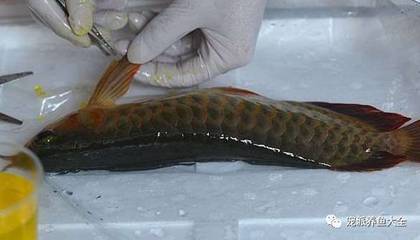 大型魚缸定做,點擊了解更多信息：大型魚缸定做的注意事項