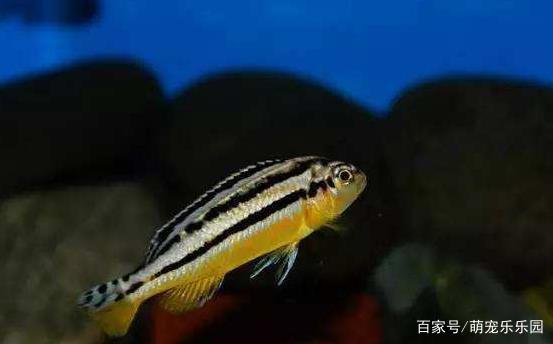 銀龍魚身上有白色絮狀物用什么藥可以治療好(銀龍魚身上有白色絮狀物怎么辦)