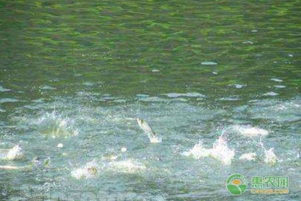 銀龍魚為什么發黃呢(銀龍魚變黃的原因) 銀龍魚為什么發黃呢(銀龍魚變黃的原因) 銀龍魚百科 第1張