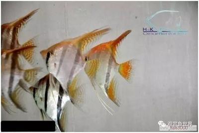 金龍魚喂活食好還是飼料好一點(金龍魚喂活食好還是飼料好一點呢)