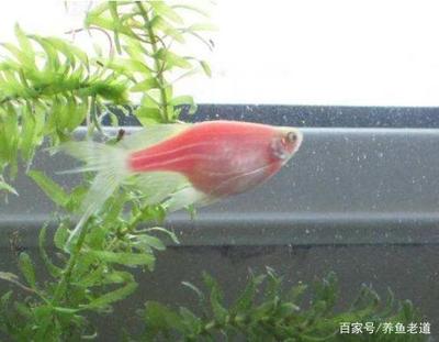 豬鼻龜的飼養溫度是多少(豬鼻龜的飼養溫度是多少度合適) 豬鼻龜的飼養溫度是多少(豬鼻龜的飼養溫度是多少度合適) 豬鼻龜百科 第1張
