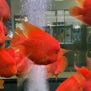 龍魚虎魚大小比例(6厘米的虎魚跟30厘米的龍魚)