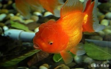 紅龍魚體內(nèi)有蟲怎么祛除：紅龍魚體內(nèi)寄生蟲怎么辦