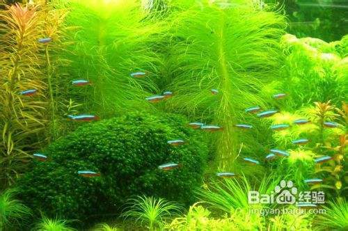 紅金龍魚什么價位最好養(最貴的紅金龍魚多少錢)