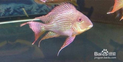 龍魚所有品種vs祥龍魚場：不同龍魚品種在龍魚場的表現