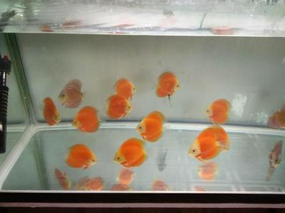 豬鼻龜是保育嗎圖片視頻(豬鼻龜原產地視頻)