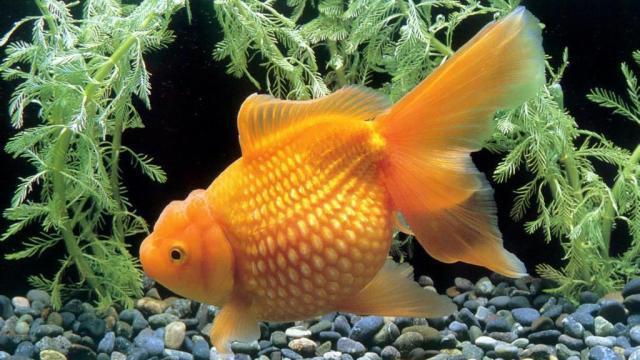 銀龍魚養多久才算成魚(銀龍魚長大需要多久)