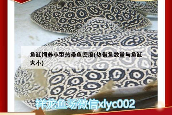 龍魚尾巴長疙瘩咋回事vs祥龍魚場：祥龍魚場的龍魚品種介紹