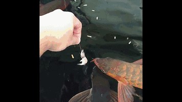 虎魚喂活食長得快嗎：虎魚喂活食是否能使其長得快
