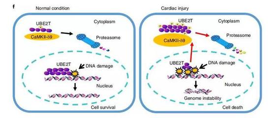 虎魚喂活食長得快嗎：虎魚喂活食是否能使其長得快