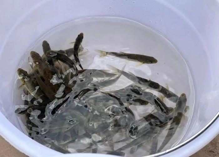 森森沖浪泵換電源線：如何更換森森沖浪泵電源線