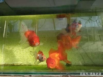 森森的魚缸到底好不好：森森魚缸產品質量如何？