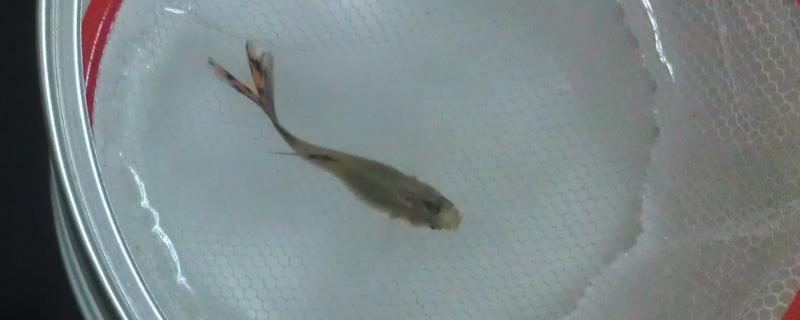 紅龍魚和金龍魚雜交出的品種有多少：紅龍魚金龍魚和金龍魚雜交新品種分類標(biāo)準(zhǔn)詳解