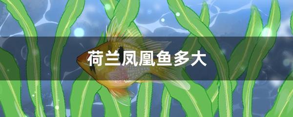 豬鼻龜又叫什么名字(豬鼻龜別稱)