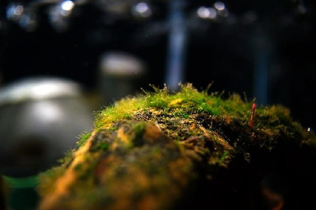 虎皮銀板魚缸如何正確添加鹽：虎皮銀板魚缸下鹽的注意事項(xiàng)