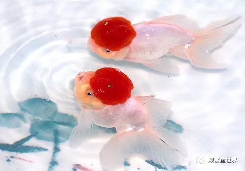 龍魚寄生蟲表現(xiàn)有哪些vs祥龍魚場：如何預(yù)防龍魚感染寄生蟲