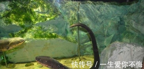 印尼虎魚最佳配魚方法圖解視頻：印尼虎魚最佳配魚方法圖解 印尼虎魚最佳配魚方法圖解視頻：印尼虎魚最佳配魚方法圖解 虎魚百科 第1張