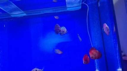 正紅眼和酒紅眼白子魟魚區別：正紅眼和酒紅眼白子魟魚的主要區別在于眼睛的顏色