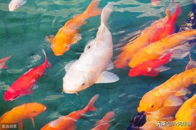 銀龍魚可以多條混養嗎?(銀龍魚能和小魚混養嗎?)
