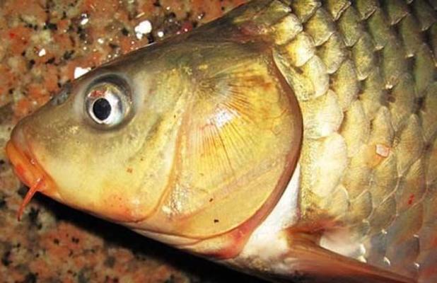 魟魚加鹽死了還能活嗎視頻：關于魟魚加鹽后的存活情況