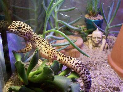 豬鼻龜對水質要求高不高呀視頻(豬鼻龜對水質要求高不高呀視頻)