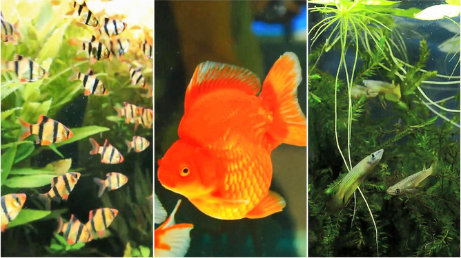 1.2米魚缸用多少慶大霉素：1.2米魚缸使用慶大霉素用多少慶大霉素用多少 1.2米魚缸用多少慶大霉素：1.2米魚缸使用慶大霉素用多少慶大霉素用多少 魚缸百科 第1張