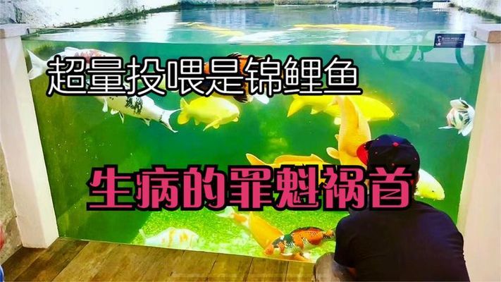金龍魚的價格是多少錢一條？，金龍魚多少錢一條20厘米過背金龍魚多少錢一條啊