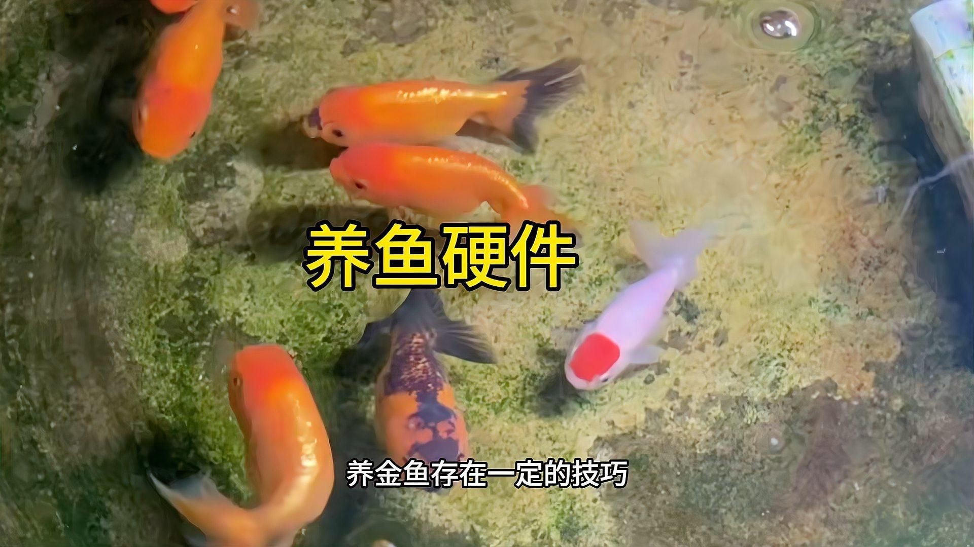 新手養金魚指南,新手養金魚指南摘要,輕松養好金魚寵物生活家從零起步 龍魚百科 第4張 新手養金魚指南,新手養金魚指南摘要,輕松養好金魚寵物生活家從零起步 新手養金魚指南,新手養金魚指南摘要,輕松養好金魚寵物生活家從零起步 龍魚百科 第4張