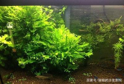 慈鯛魚缸造景石頭擺放：慈鯛魚缸造景石頭擺放關鍵要點 慈鯛魚缸造景石頭擺放：慈鯛魚缸造景石頭擺放關鍵要點 魚缸百科 第1張