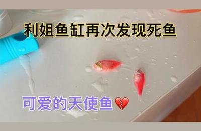 東湖區恒美立水族直銷部（東湖區恒美立水族直銷部地址） 東湖區恒美立水族直銷部（東湖區恒美立水族直銷部地址） 全國水族館企業名錄