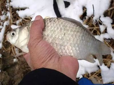 虎魚市場價多少錢一條