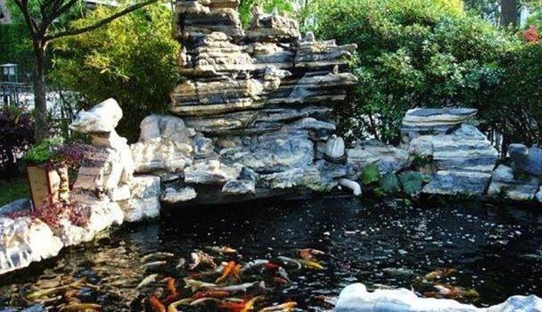 虎魚飼料的選擇和喂食虎魚飼料時應注意以下幾點，你知道嗎：關于虎魚飼料的一些小知識