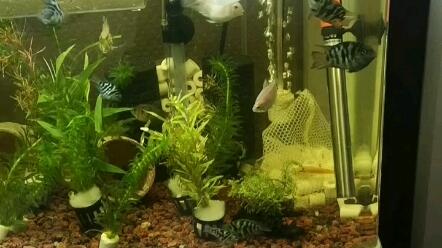 豬鼻龜可以放盆里養嗎圖片(豬鼻龜用什么魚缸養好)