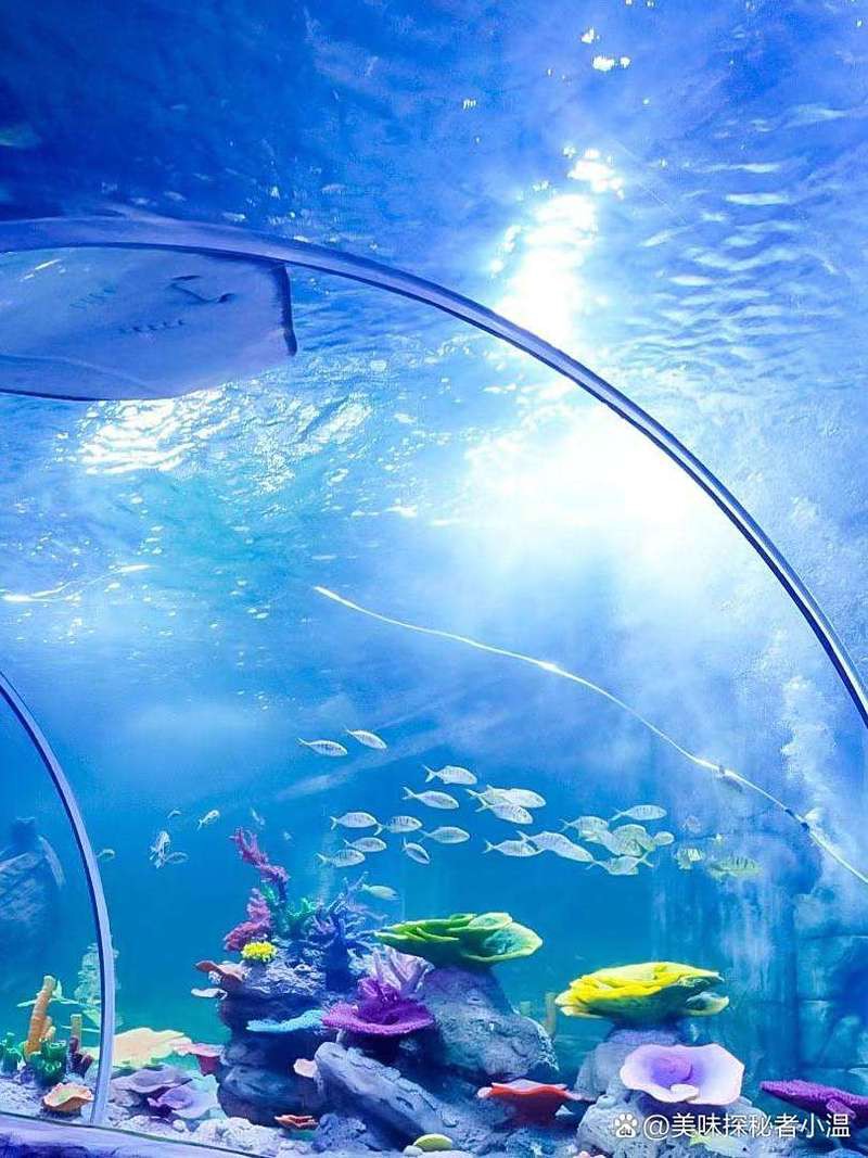 平頂新華水族店，平頂新華水族店有哪些