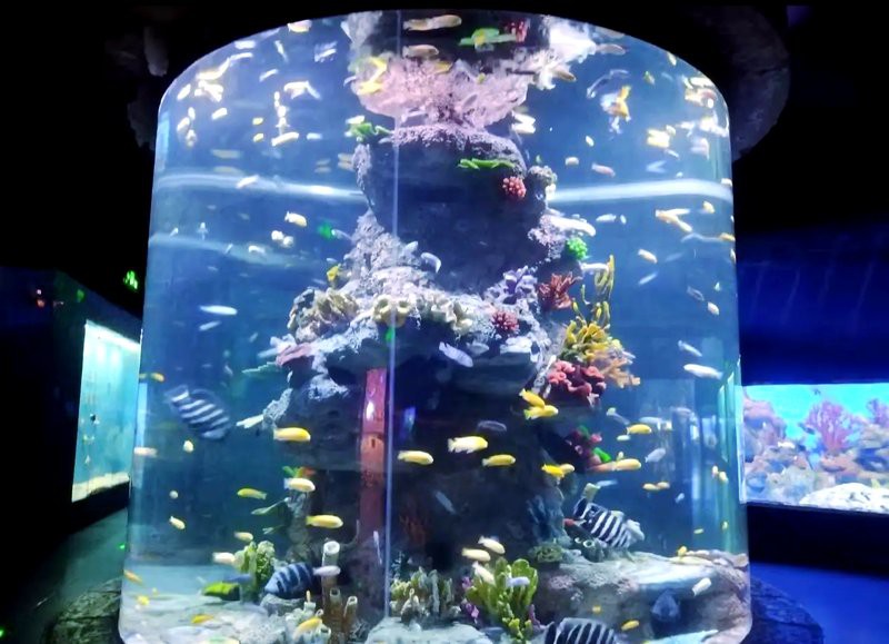 平頂新華水族店，平頂新華水族店有哪些