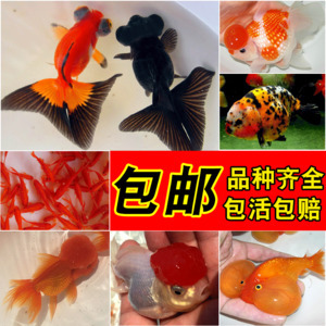 龍魚撞缸什么情況會死vs祥龍魚場：如何預防龍魚撞缸 龍魚撞缸什么情況會死vs祥龍魚場：如何預防龍魚撞缸 vs祥龍魚場 第1張