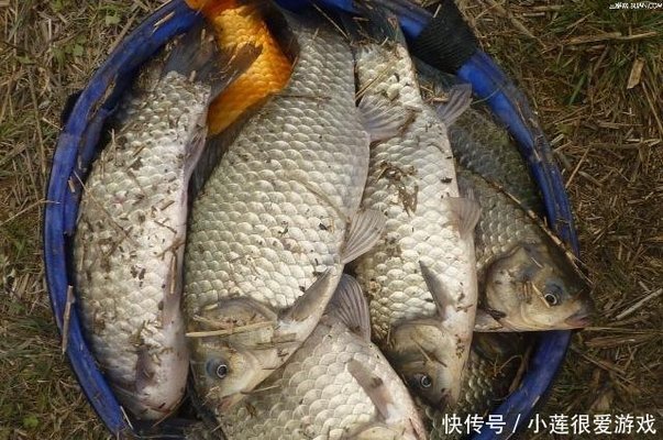 龍魚溫度多少狀態好一點vs祥龍魚場：龍魚最佳水溫范圍是24-28攝氏度