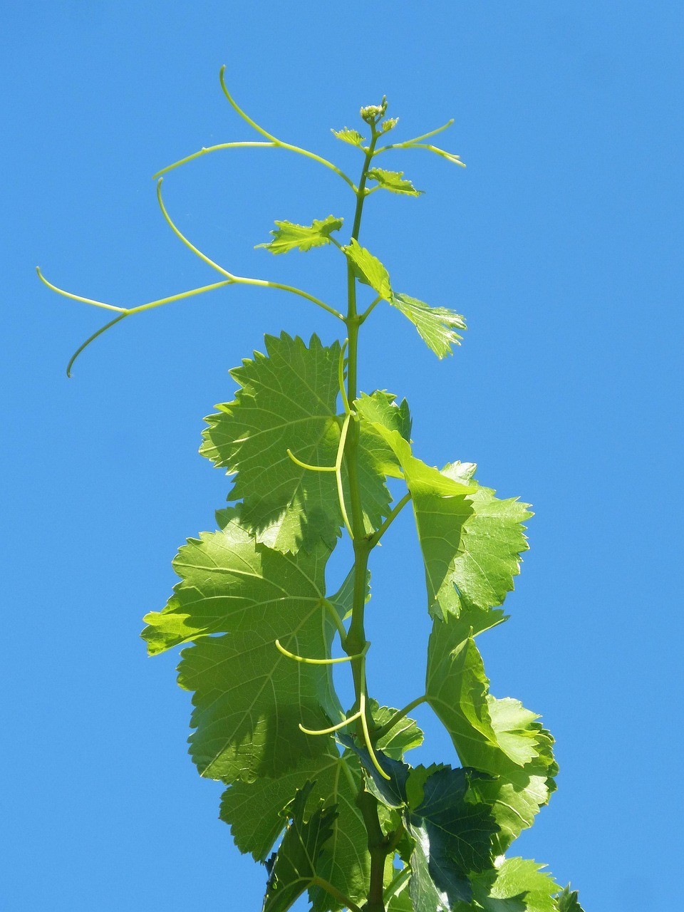 魚缸迷你對葉草壽命 魚缸迷你對葉草壽命 魚缸百科 第2張