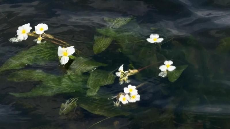 紅河哈尼族彝族自治州魚缸維護【異龍湖貝魚草菌藻立體生態修復工程初見成效】