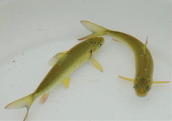 水花魚苗最簡單養(yǎng)法，《水花魚苗最簡單養(yǎng)法》新手必學(xué)的“育苗5步法”