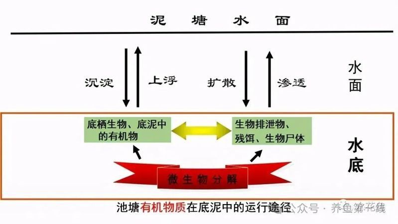 水花魚苗最簡單養法，《水花魚苗最簡單養法》新手必學的“育苗5步法”