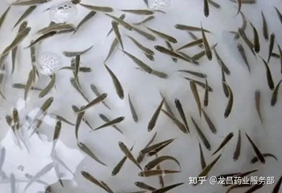 水花魚苗最簡單養(yǎng)法，《水花魚苗最簡單養(yǎng)法》新手必學(xué)的“育苗5步法”