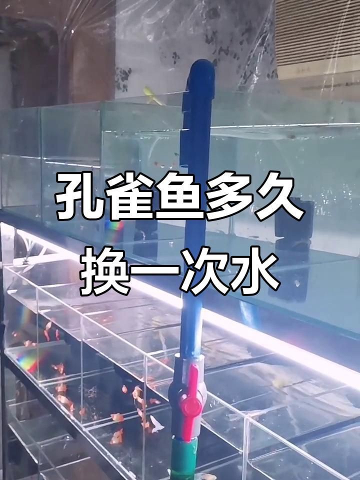 孔雀魚多久換一次水?,《孔雀魚多久換一次水》孔雀魚多久換一次水呢獸醫何素華 龍魚百科 第7張 孔雀魚多久換一次水?,《孔雀魚多久換一次水》孔雀魚多久換一次水呢獸醫何素華 孔雀魚多久換一次水?,《孔雀魚多久換一次水》孔雀魚多久換一次水呢獸醫何素華 龍魚百科 第7張