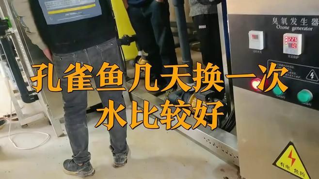 孔雀魚多久換一次水?,《孔雀魚多久換一次水》孔雀魚多久換一次水呢獸醫何素華 龍魚百科 第6張 孔雀魚多久換一次水?,《孔雀魚多久換一次水》孔雀魚多久換一次水呢獸醫何素華 孔雀魚多久換一次水?,《孔雀魚多久換一次水》孔雀魚多久換一次水呢獸醫何素華 龍魚百科 第6張