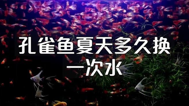 孔雀魚多久換一次水?,《孔雀魚多久換一次水》孔雀魚多久換一次水呢獸醫何素華 龍魚百科 第8張 孔雀魚多久換一次水?,《孔雀魚多久換一次水》孔雀魚多久換一次水呢獸醫何素華 孔雀魚多久換一次水?,《孔雀魚多久換一次水》孔雀魚多久換一次水呢獸醫何素華 龍魚百科 第8張