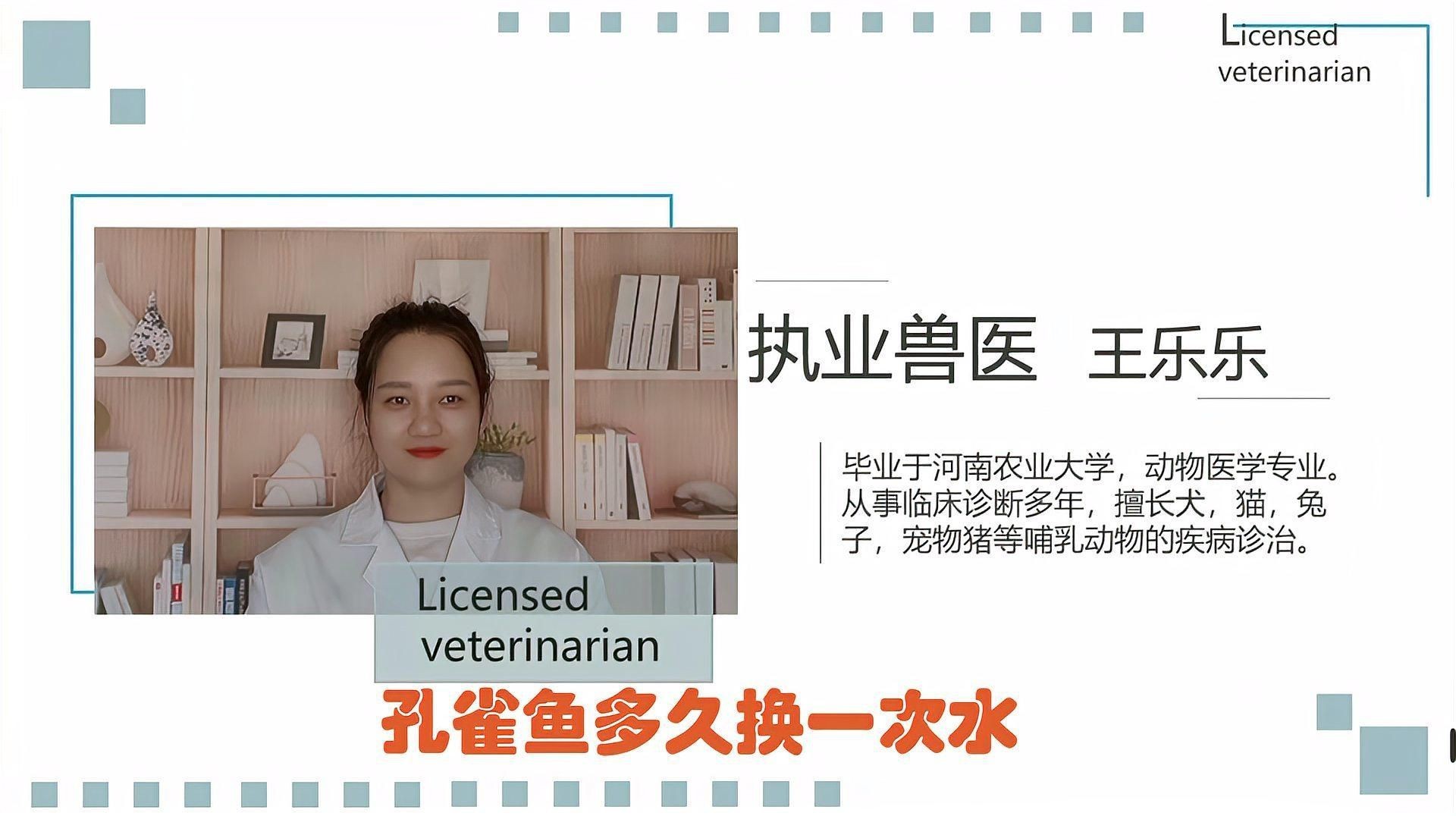 孔雀魚多久換一次水?,《孔雀魚多久換一次水》孔雀魚多久換一次水呢獸醫何素華 龍魚百科 第1張 孔雀魚多久換一次水?,《孔雀魚多久換一次水》孔雀魚多久換一次水呢獸醫何素華 孔雀魚多久換一次水?,《孔雀魚多久換一次水》孔雀魚多久換一次水呢獸醫何素華 龍魚百科 第1張