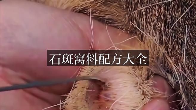 溪石斑第一名窝料，“溪石斑第一名窝料”聚焦于针对溪石斑高效诱聚的优质窝料选择