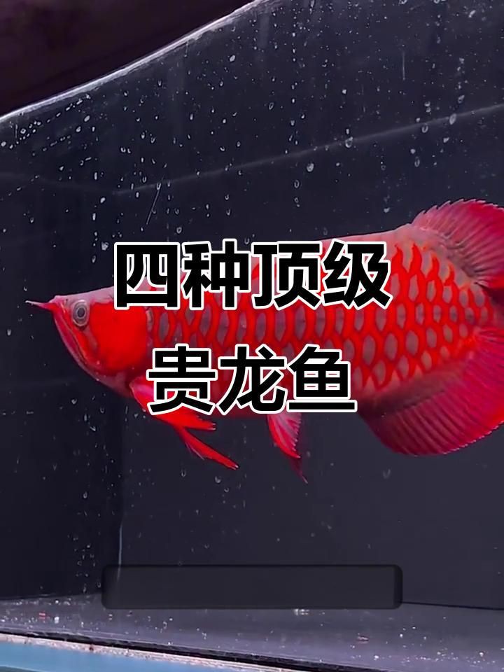 最貴金龍魚第一名【揭秘四種最昂貴的龍魚】 最貴金龍魚第一名【揭秘四種最昂貴的龍魚】 龍魚百科 第1張